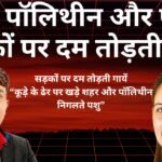 कूड़ा, पॉलिथीन और पशु – सड़कों पर दम तोड़ती गायें